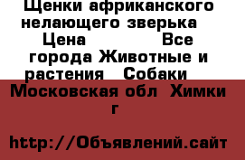 Щенки африканского нелающего зверька  › Цена ­ 35 000 - Все города Животные и растения » Собаки   . Московская обл.,Химки г.
